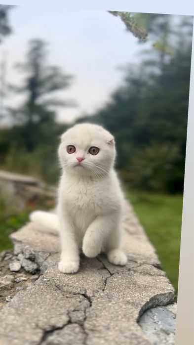 Котенята шотландські срібні біленькі гарненькі висловух