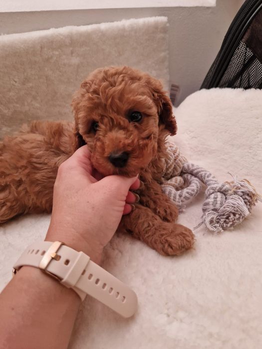 Śliczny piesek pudel toy red /płowy