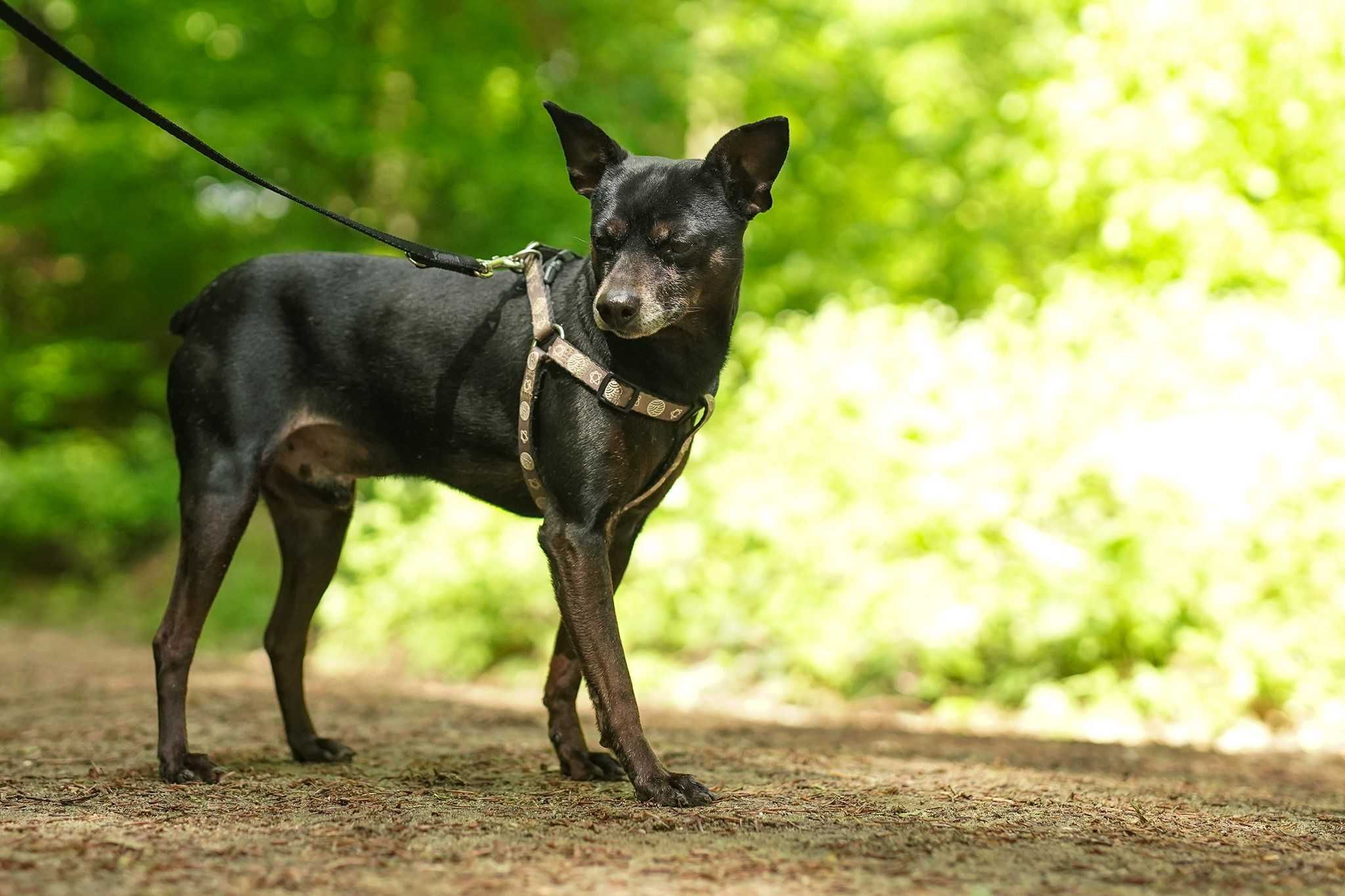 Czarek szuka spokojnego domu! OTOZ Animals Schronisko Ciapkowo