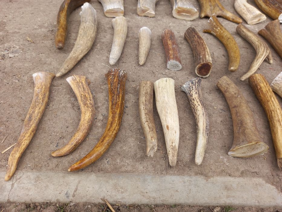 Рога для поделок