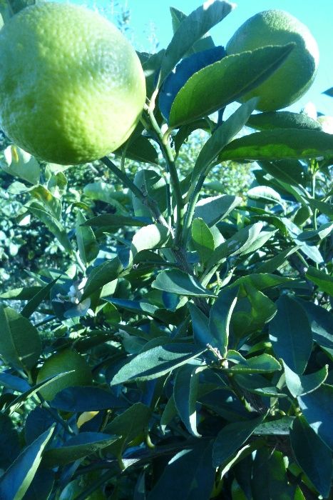 Limas e limões caseiros sem qualquer tratamento