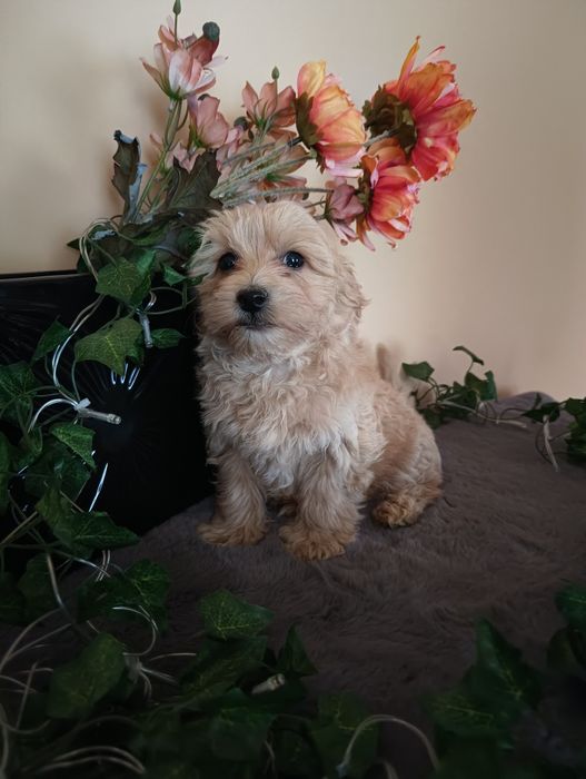 *Maltipoo* piękny pieseczek mini