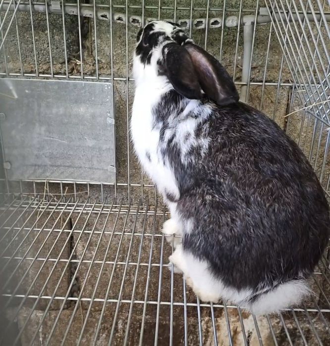 Coelhos novos Boa raça