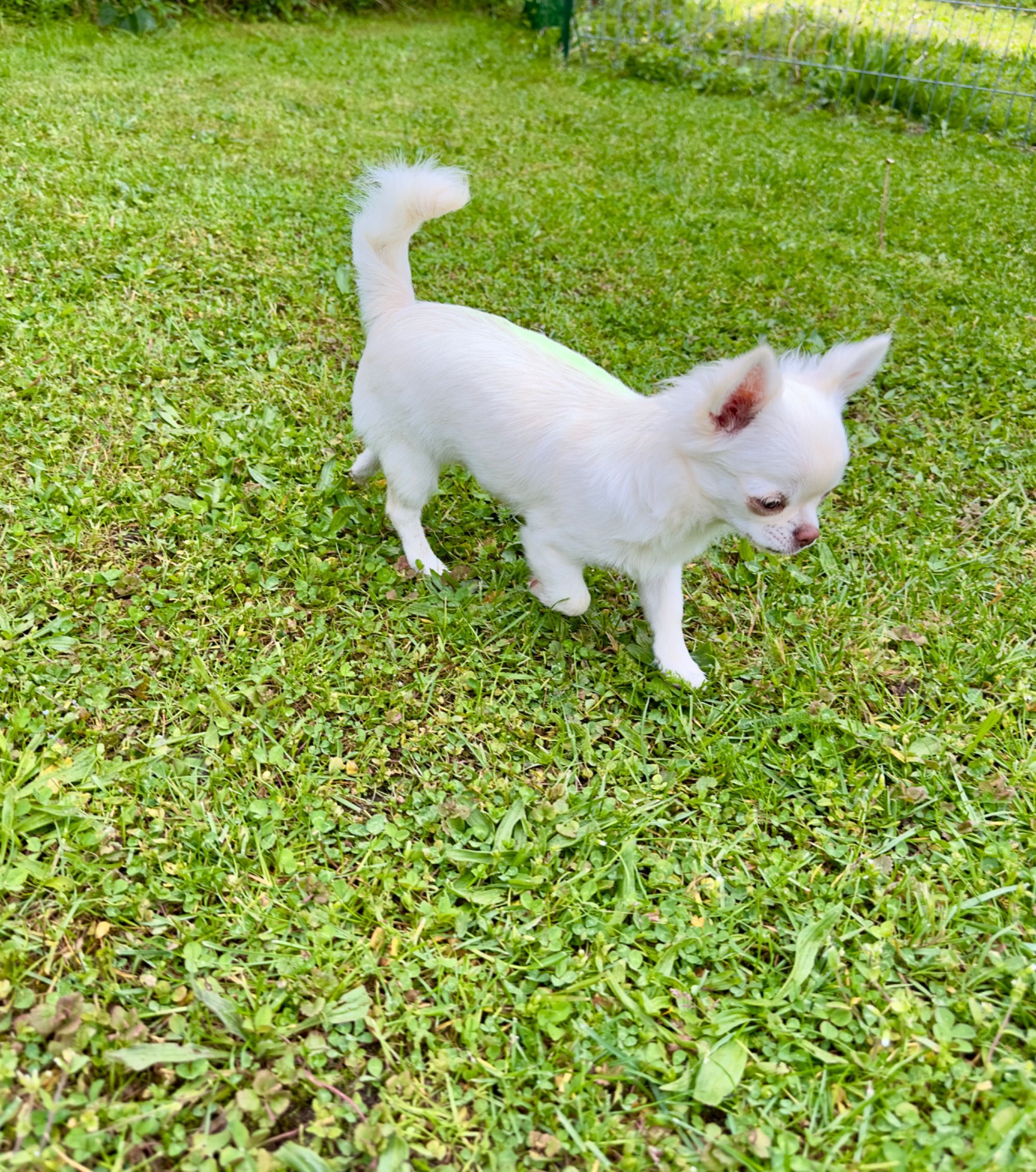 Suczka chihuahua długowłosy