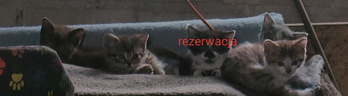 Oddam w dobre ręce