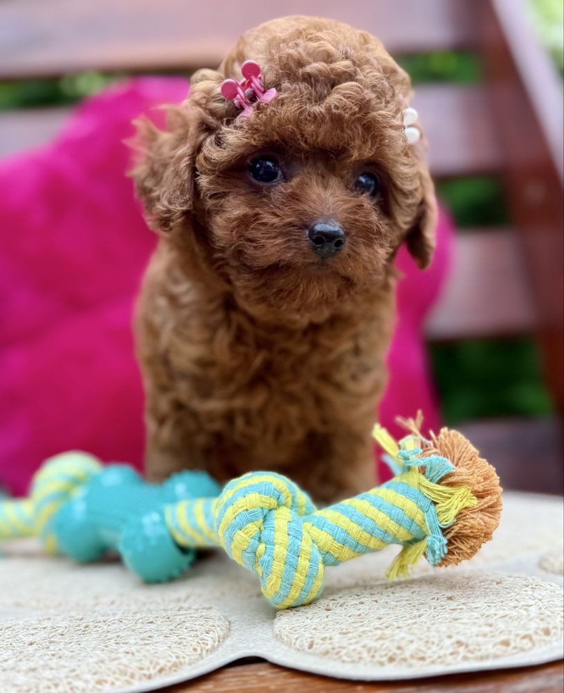 Pudel toy szczeniak