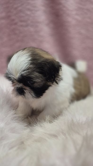 Suczka  Shih Tzu
