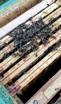 Odkłady pszczele 5 ramkowe