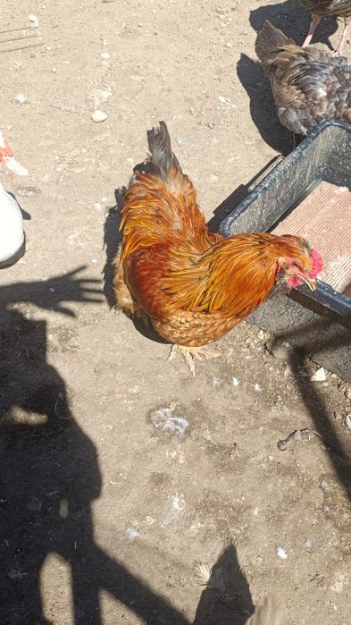 Galos para venda