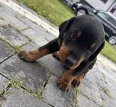 Doberman z rodowodem
