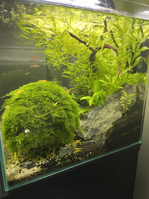 Ofereço Aquatlantis Nano Cube com vivos