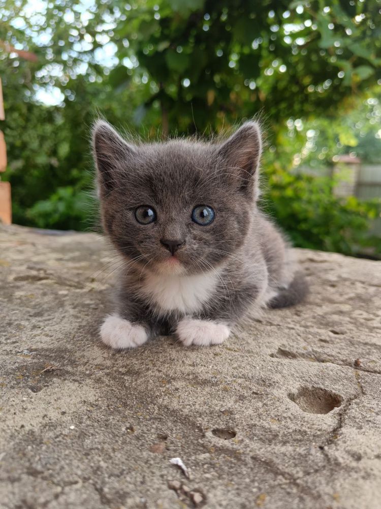 Кошенятка