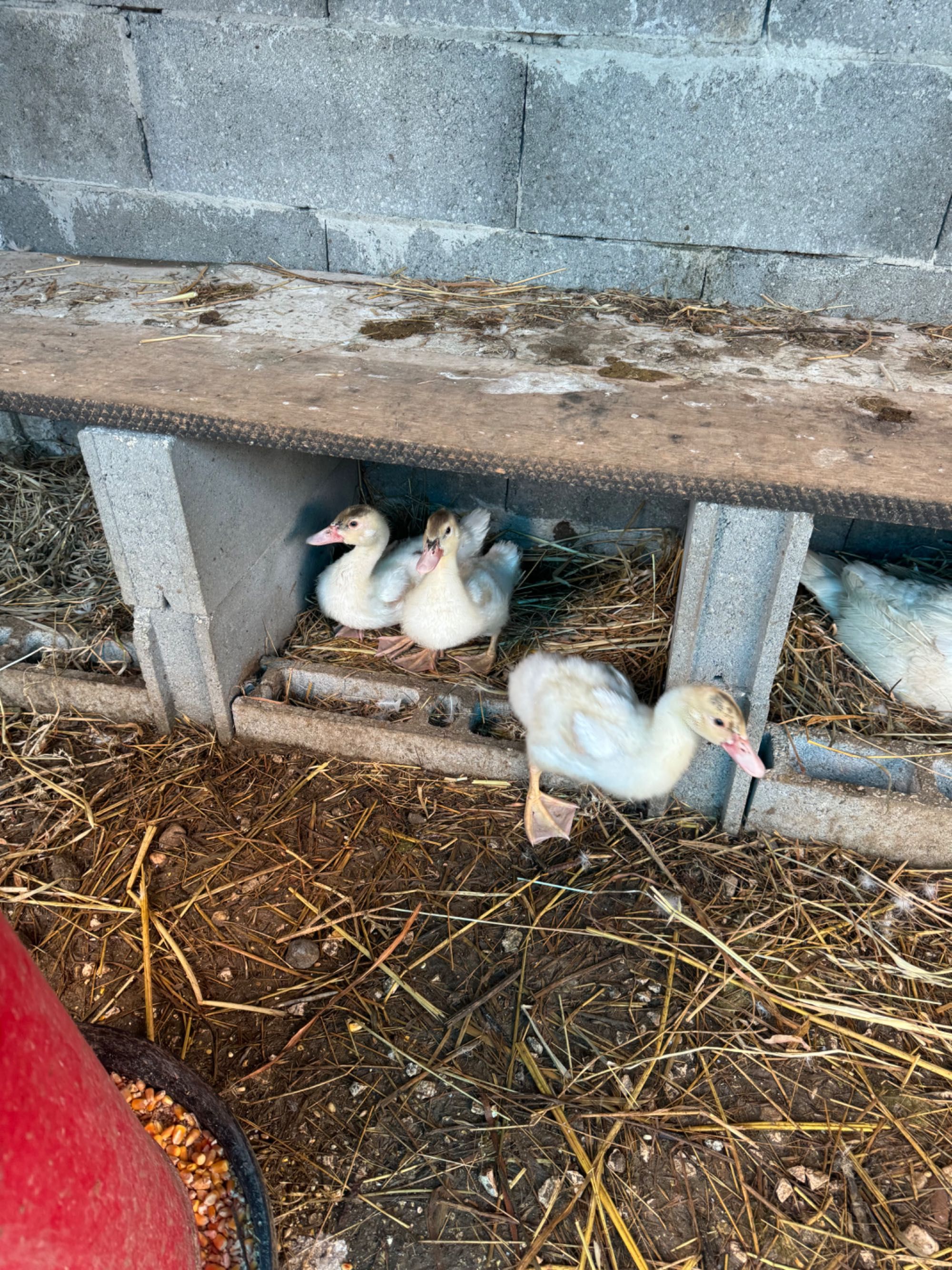 Vendo patos para reprodução ou para comer