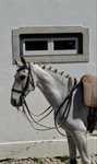 Cavalo montado e engatado