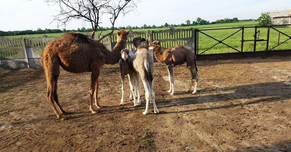 Sprzedam wielbłąd jednogarbny dromader samiec camel male