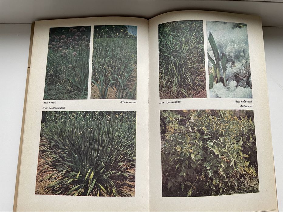 новая книга пряности