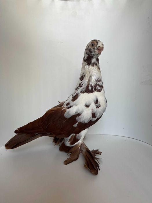 Motyl warszawski czerwony para rozpłodowa