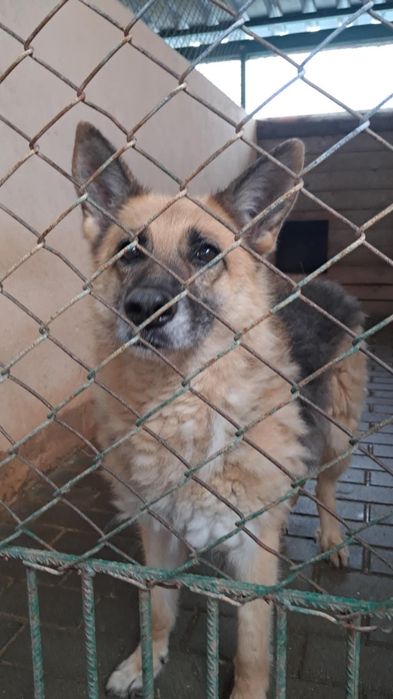 Pies w typie owczarka niemieckiego do adopcji!