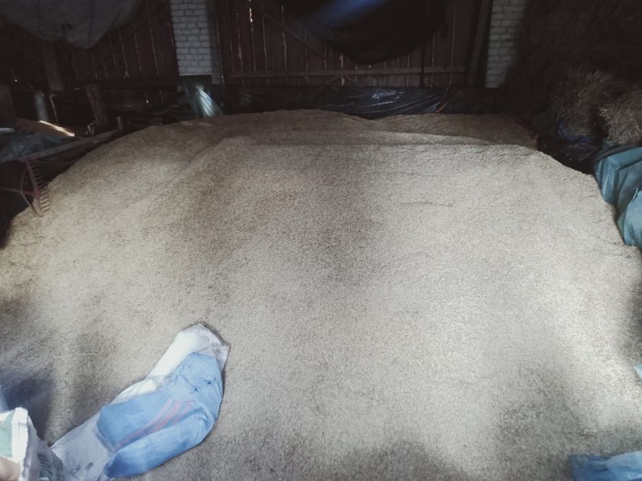 Owies pszenżyto pszenica siano słoma