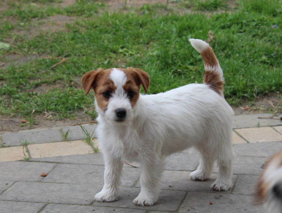 Szczeniaki Jack Russel Terrier - FCI ZKwP