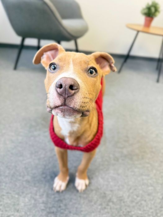 Carmen - suczka w typie rasy pitbull szuka domu tymczasowego!