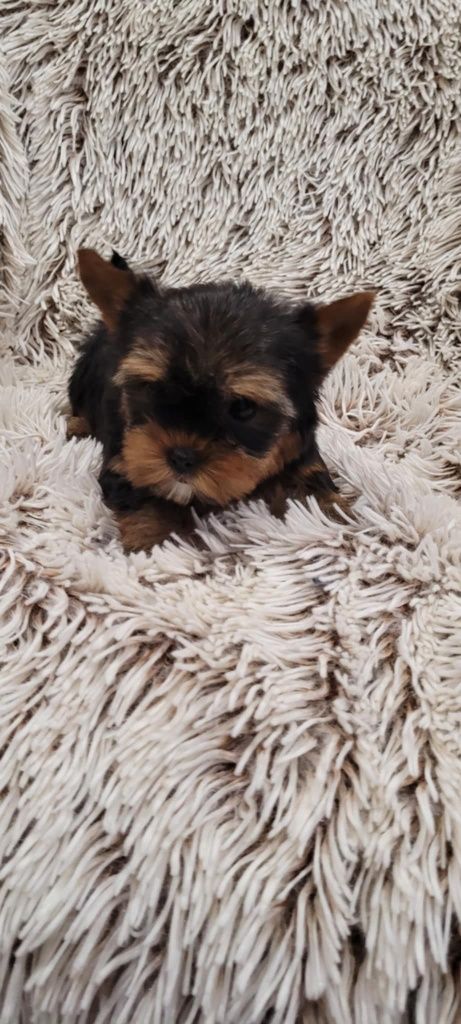 Yorkshire terrier  mini piesek z rodowodem