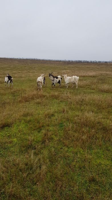 Продам козли річного віку