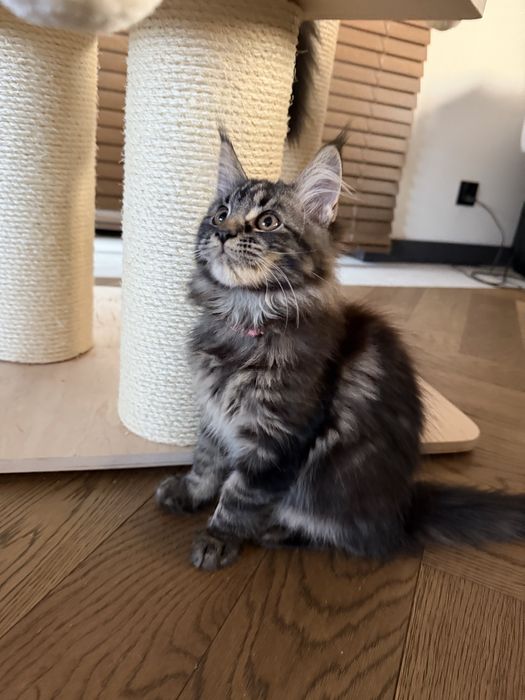 Piękna kotka Furia Maine Coon