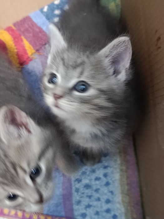 Кошенята у добрі руки