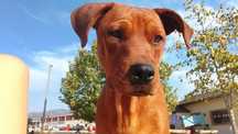 Cão para adopção