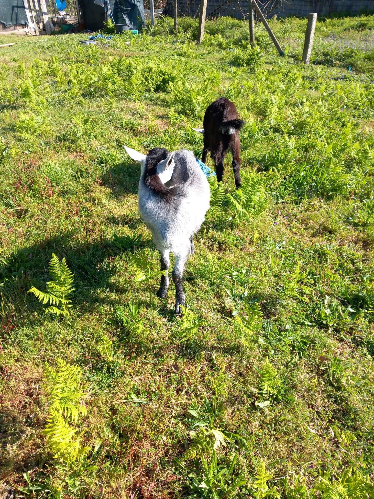 Vendo bodes em Fânzeres, Gondomar