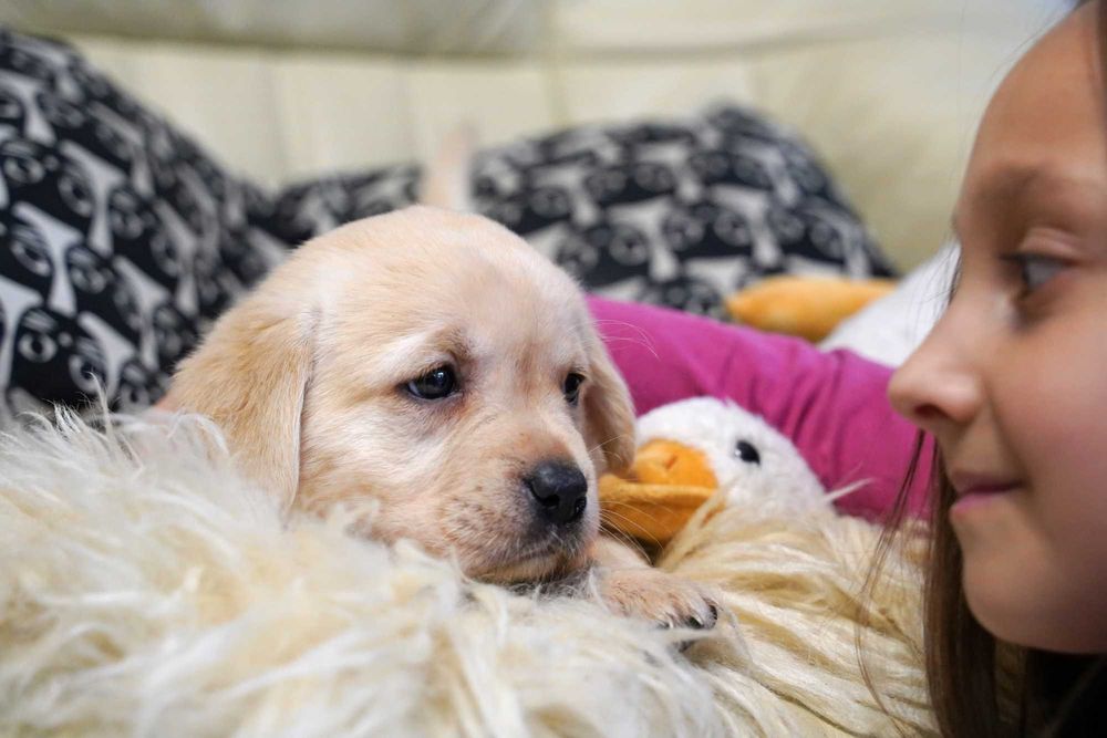 Labrador retriever żółta  suczka,  Zkwp gotowa do odbioru