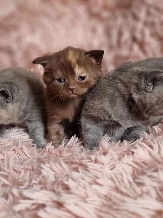 Kocięta kotki krótko włosem do rezerwacji