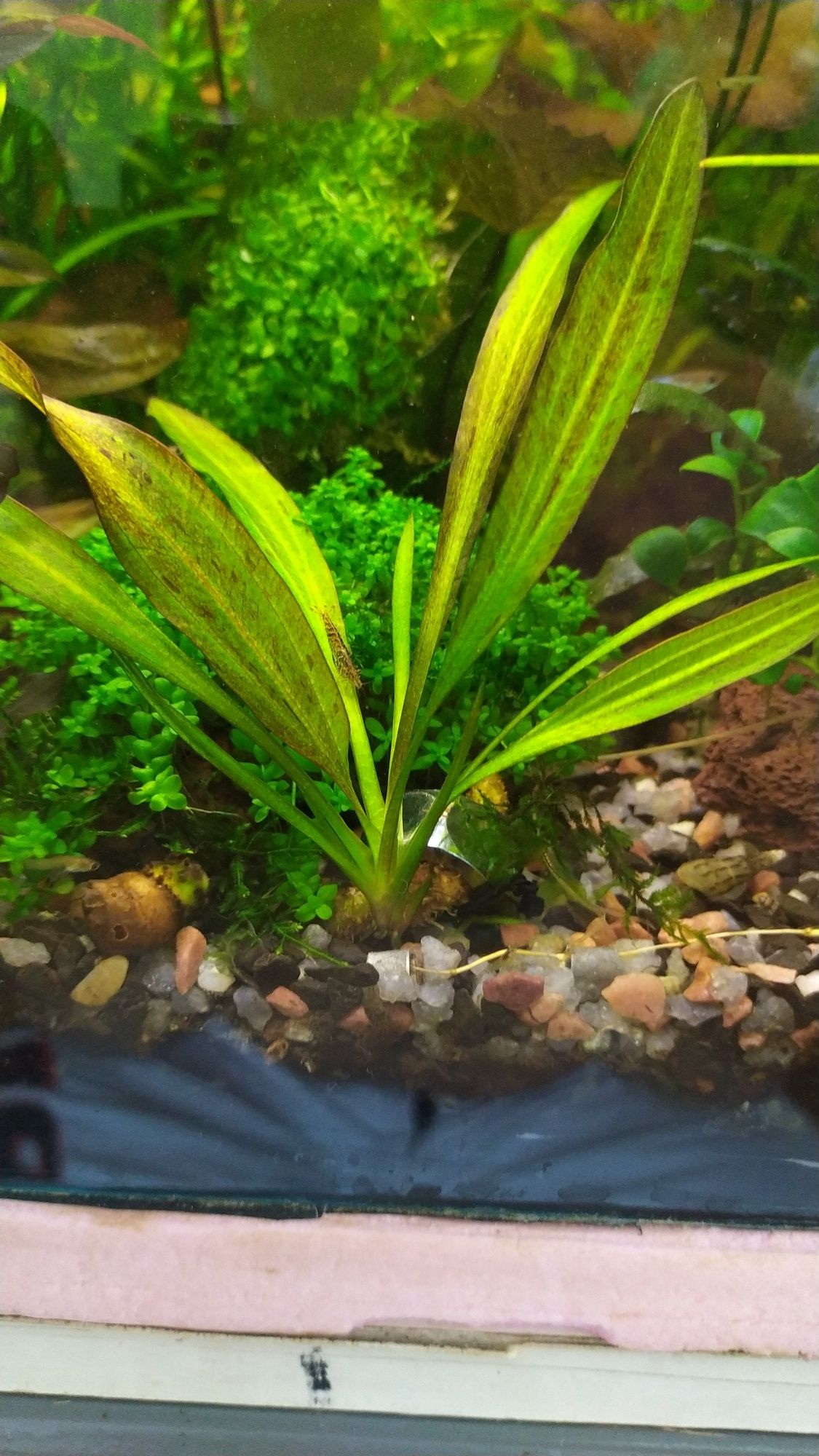 Растения и рыба в аквариум