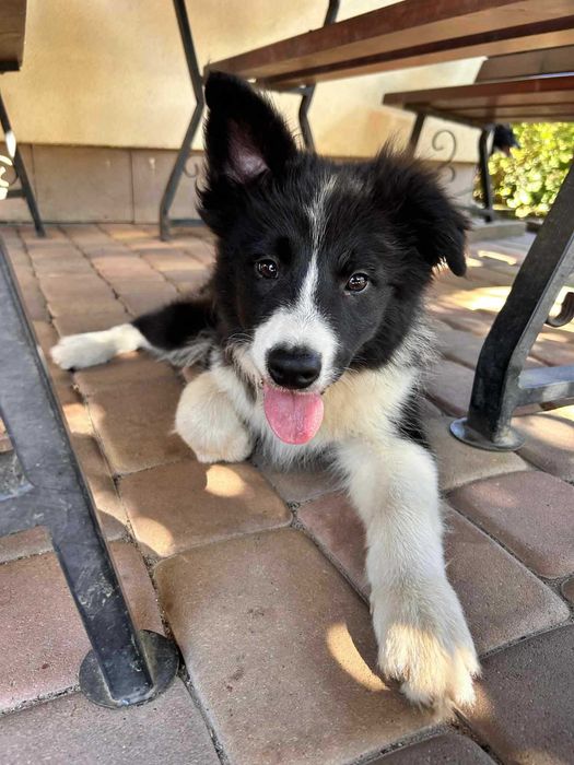 Piesek Border Collie ZKWP/FCI