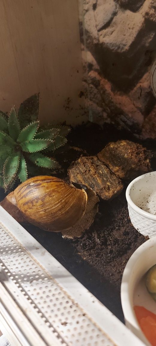 Terrarium z mieszkańcami - ślimaki afrykańskie