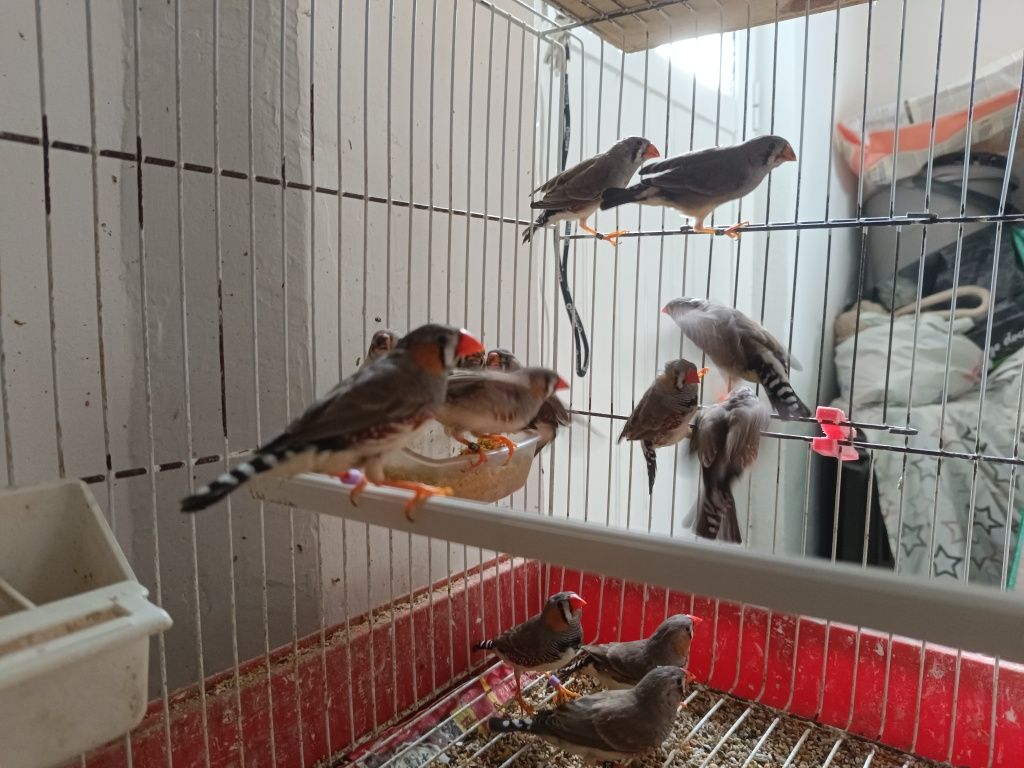 Mandarins de boa pena