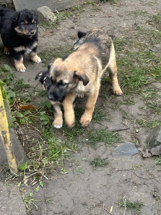 Oddam szczeniaczki szczeniaki za darmo