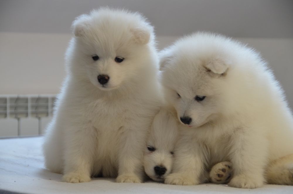 Samoyed ZKwP FCI piesek suczka