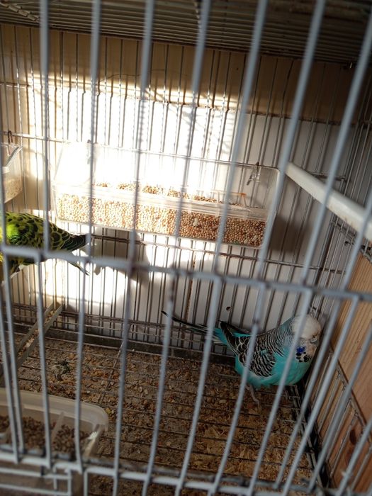 Casal reprodutor periquitos ingleses