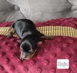 Yorkshire terrier