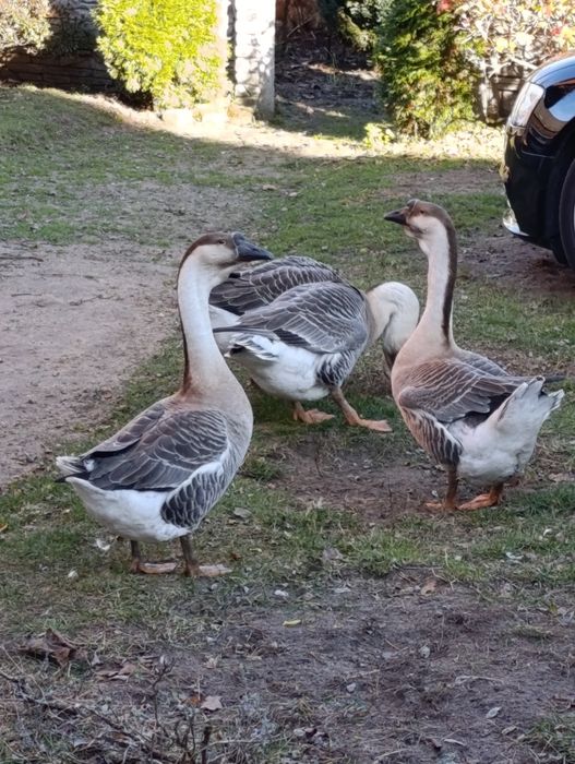 Sprzedam gęsi garbonose