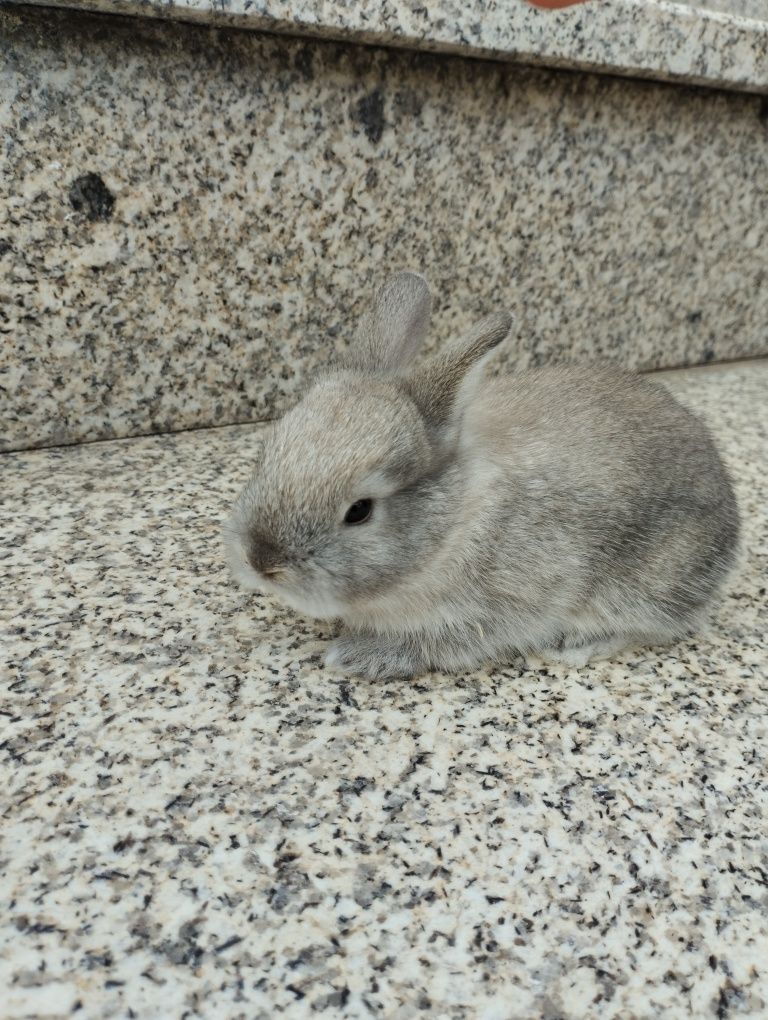 Coelhos anoes bebes