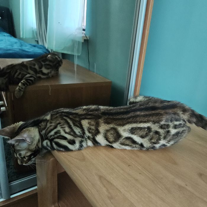 Бенгальські кошенята