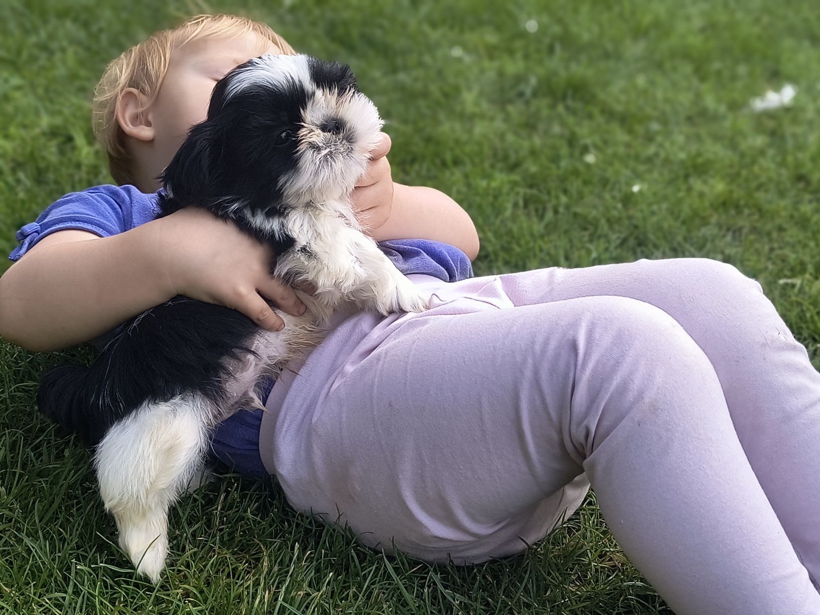 Shihtzu gotowy do odbioru