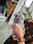 Buldog francuski Blue