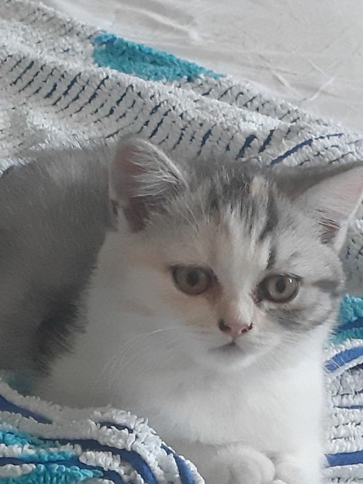 Котята  шиншилла