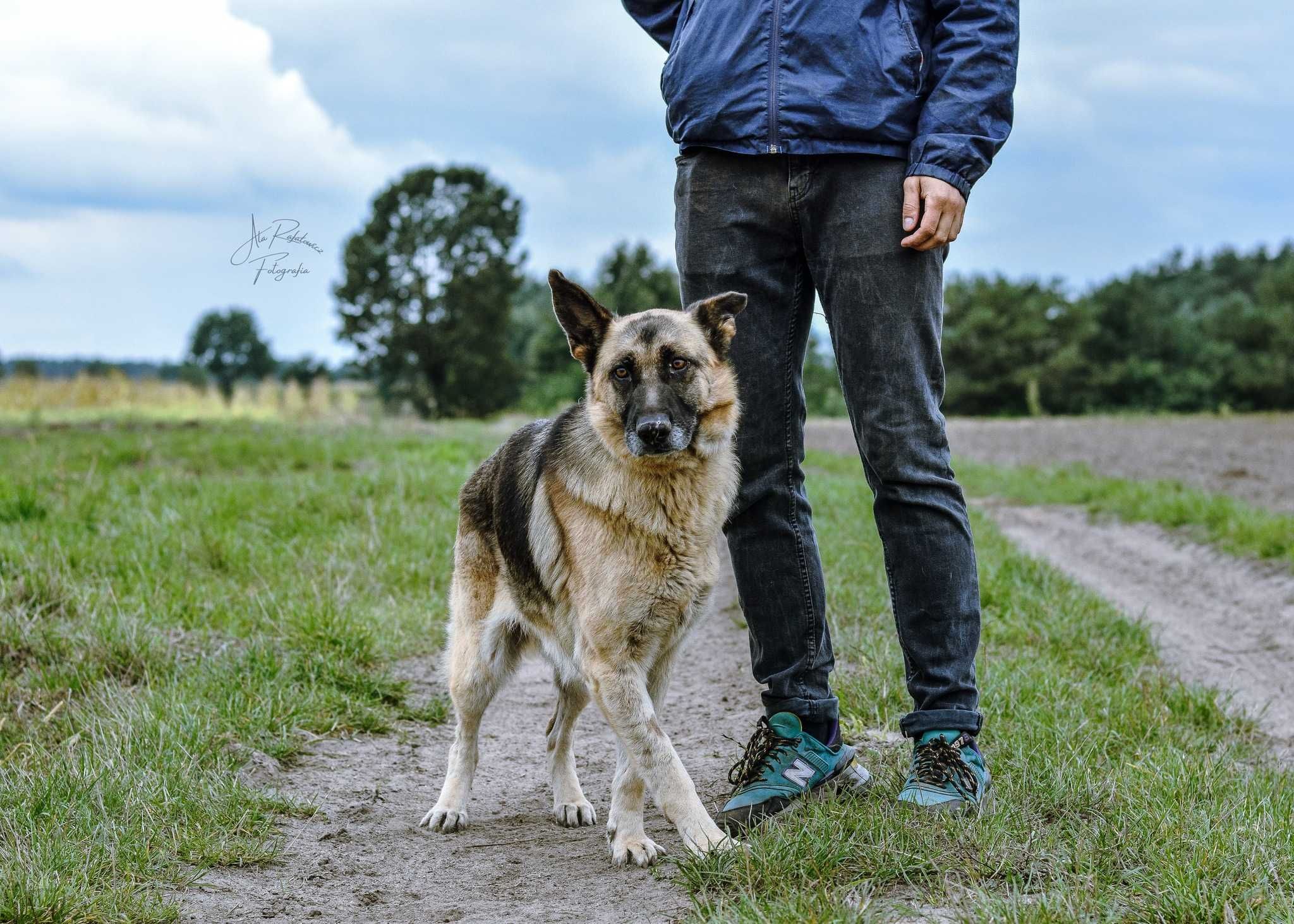 Adoptuj wspaniałą sunię w typie owczarka niemieckiego!