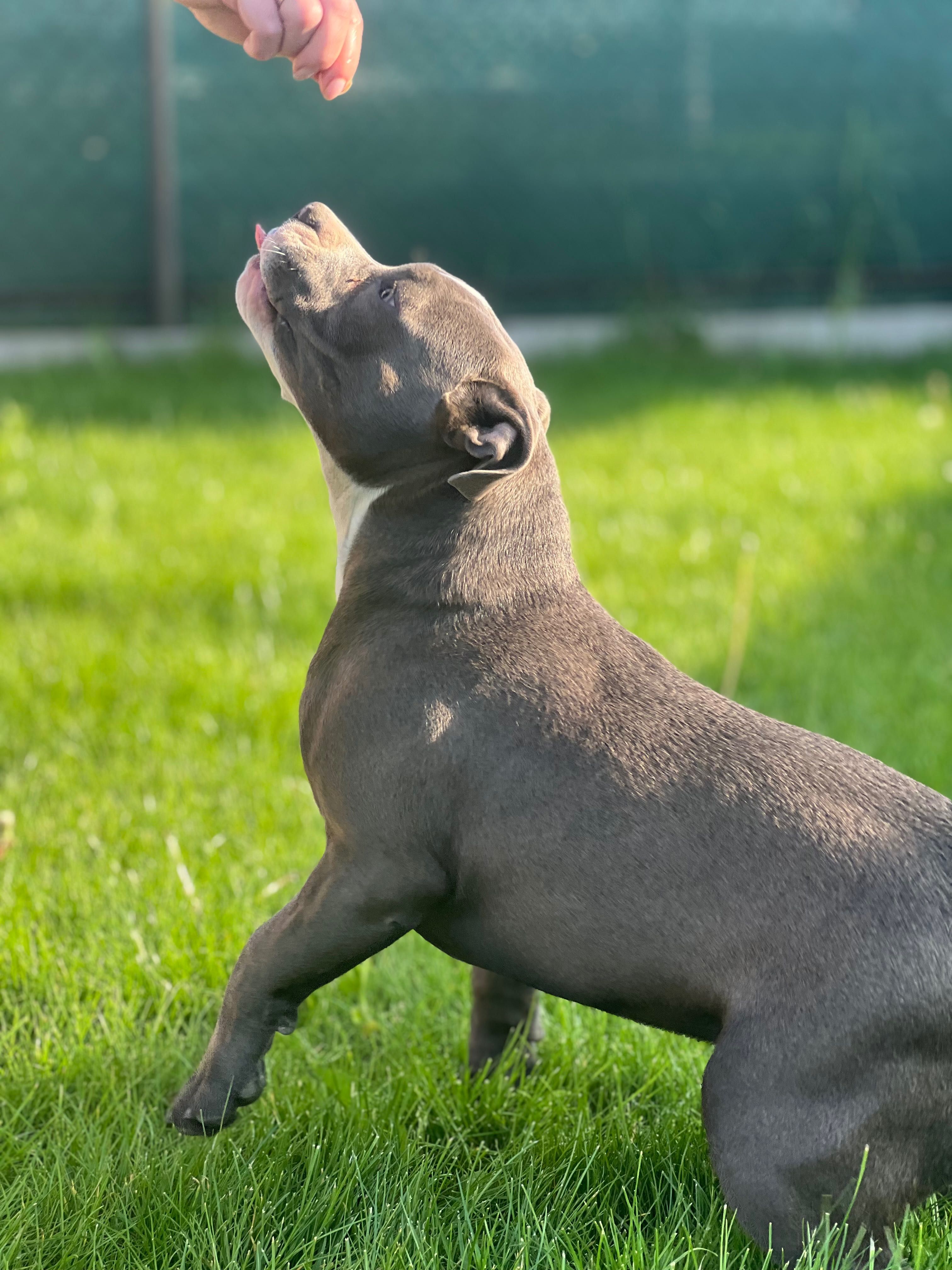 American bully suczka