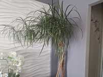 Dracena kwiat doniczkowy